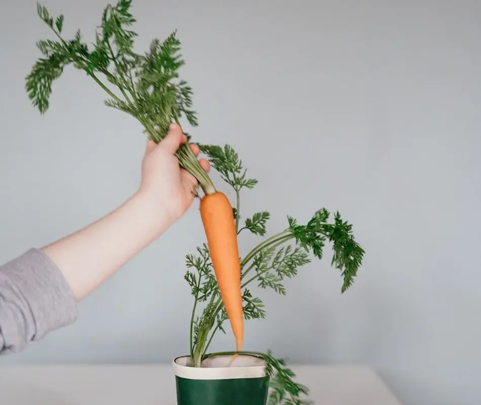 Compananny.Com Laars Wortel Sinterklaas Kinderopvang Kenniscentrum